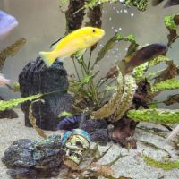 Poisson cichlides #5