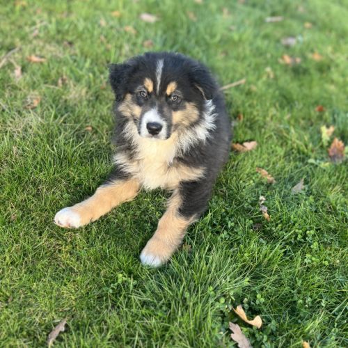 Berger australien lof