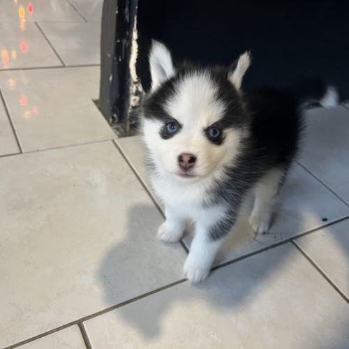 Pomsky mini #1