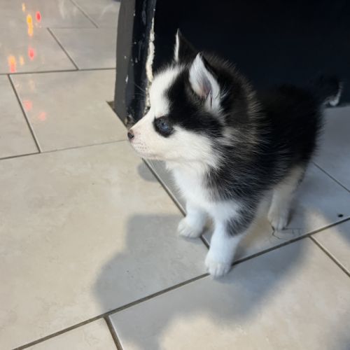 Pomsky mini #2