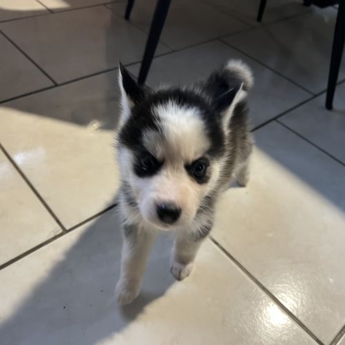Pomsky mini #0