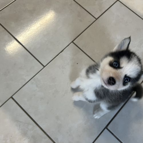 Pomsky mini #5