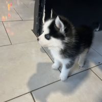 Pomsky mini #2