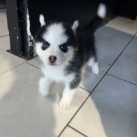 Pomsky mini #3