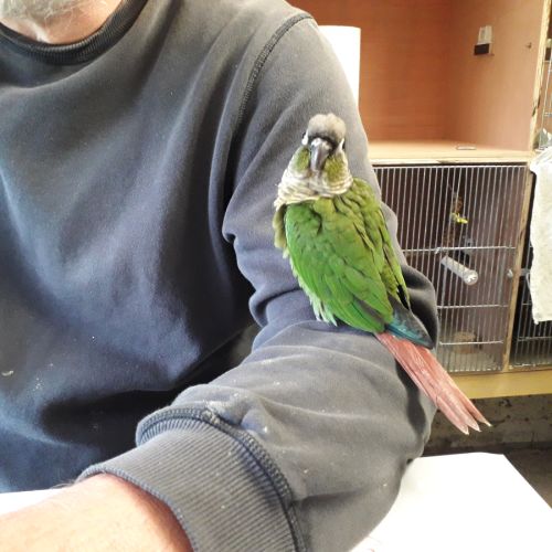 Conure molinae man #1