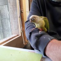 Conure molinae man #0