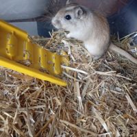 Urgent gerbille #0