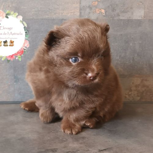Chiots spitz nain lof chocolat #1