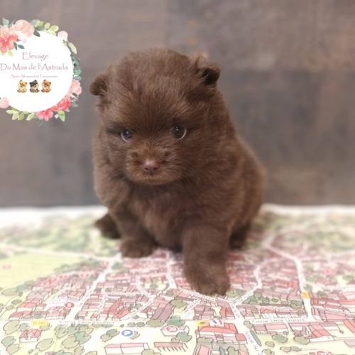 Chiots spitz nain lof chocolat #2