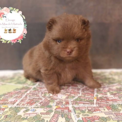 Chiots spitz nain lof chocolat