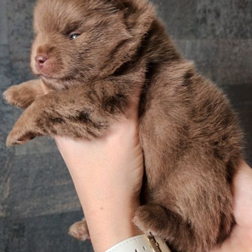 Chiots spitz nain lof chocolat #5