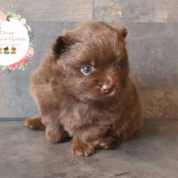 Chiots spitz nain lof chocolat #1