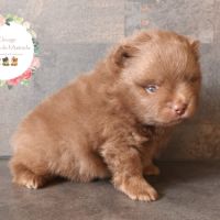 Chiots spitz nain lof chocolat #4