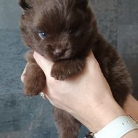 Chiots spitz nain lof chocolat #6