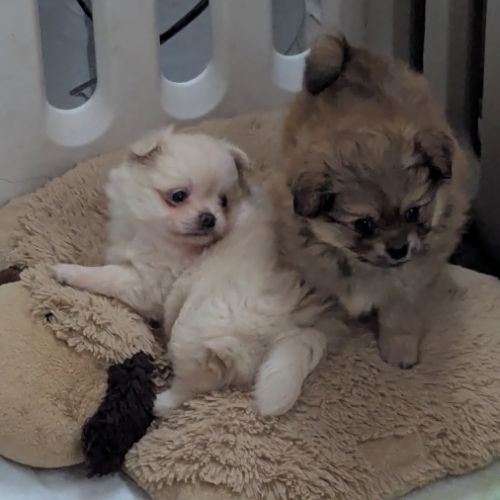 Superbe spitz nain poméranien #1