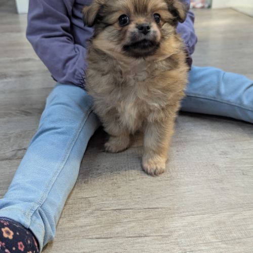 Superbe spitz nain poméranien #3