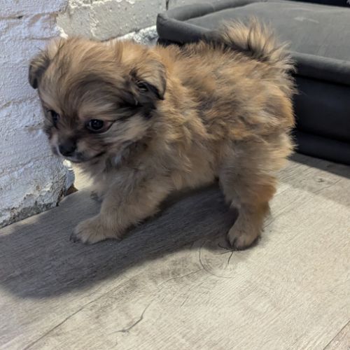 Superbe spitz nain poméranien #5