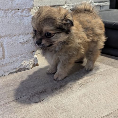 Superbe spitz nain poméranien #7