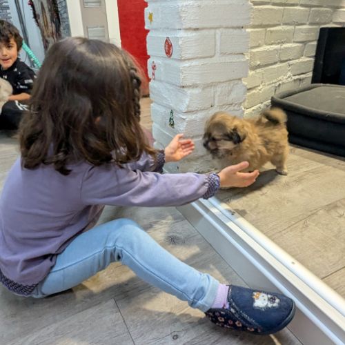 Superbe spitz nain poméranien #9