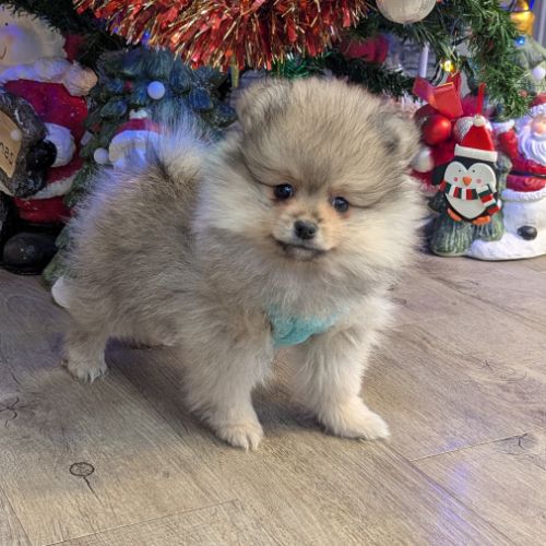 Superbe spitz nain poméranien