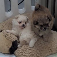 Superbe spitz nain poméranien #1