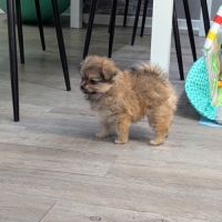 Superbe spitz nain poméranien #2