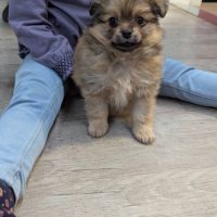 Superbe spitz nain poméranien #4