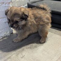 Superbe spitz nain poméranien #5