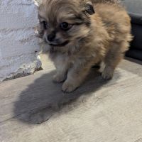 Superbe spitz nain poméranien #6