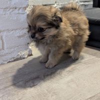 Superbe spitz nain poméranien #7