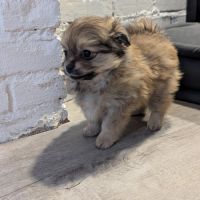 Superbe spitz nain poméranien #8