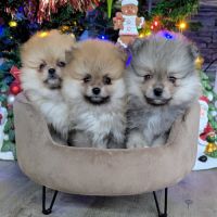 Superbe spitz nain poméranien