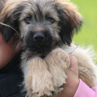 Jolie chienne berger des pyrenees