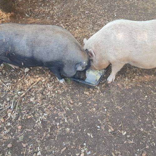 Donne 2 cochons nains #1