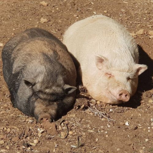 Donne 2 cochons nains