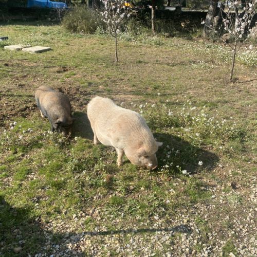 Donne 2 cochons nains #3