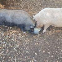 Donne 2 cochons nains #1