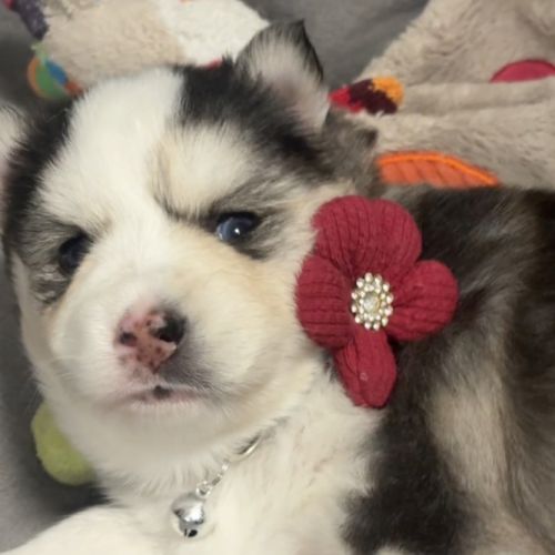 Chiots type pomsky f3