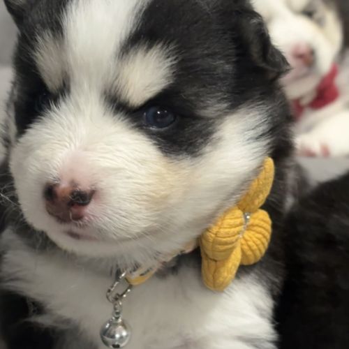 Chiots type pomsky f3 #2