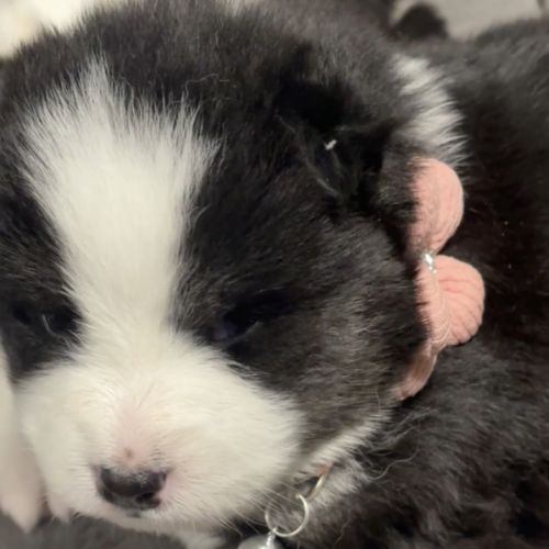 Chiots type pomsky f3 #3