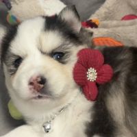 Chiots type pomsky f3 #0