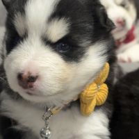 Chiots type pomsky f3 #2