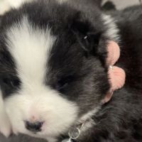 Chiots type pomsky f3 #3