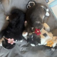 Chiots type pomsky f3 #4