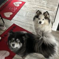 Chiots type pomsky f3 #5