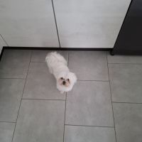 A vendre bichon maltais