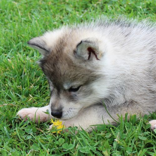 Magnifiques chiots husky à rserver #2