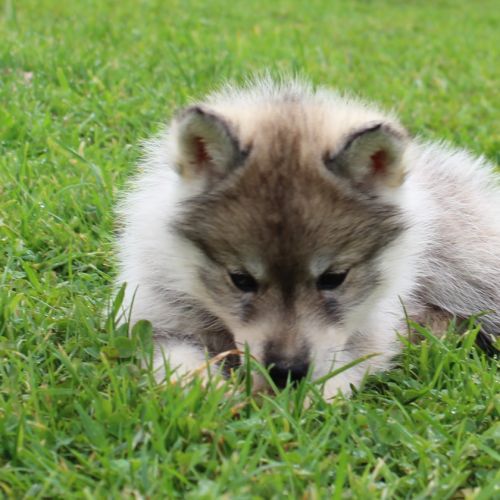 Magnifiques chiots husky à rserver #3