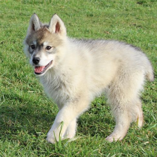 Magnifiques chiots husky à vendre #0