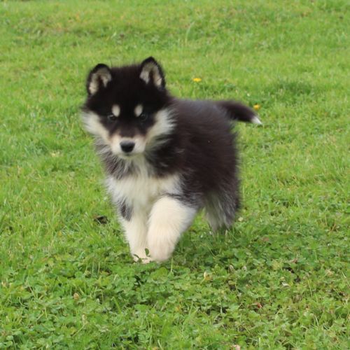 Magnifiques chiots husky à rserver #6